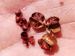 Crocosmia masoniorum × paniculata