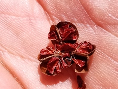 Crocosmia masoniorum × paniculata