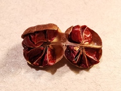 Crocosmia masoniorum × paniculata