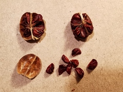 Crocosmia masoniorum × paniculata