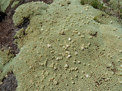Pycnophyllum tetrastichum