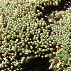 Pycnophyllum tetrastichum