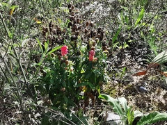 Antirrhinum majus
