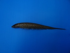 Brachyhypopomus palenque