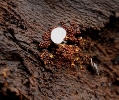 Perichaena corticalis