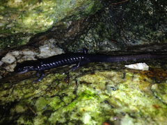 Plethodon teyahalee