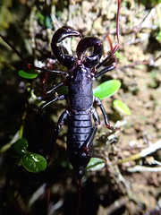 Thelyphonus