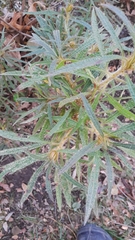 Angiospermae