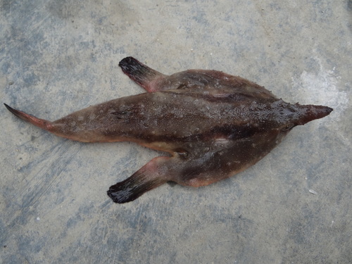 Batfish (Ogcocephalus darwini) — Ogcocephalidae — 3