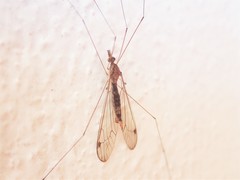 Megistocera