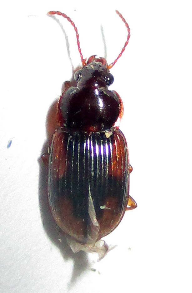Aristopus