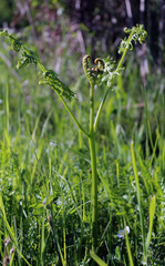 Pteridium tauricum