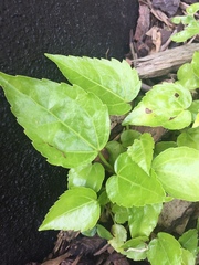 Fatsia japonica