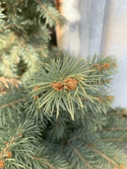 Picea