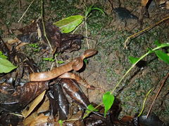 Craspedocephalus puniceus