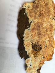 Phlebia rufa