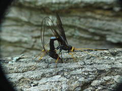 Megarhyssa atrata
