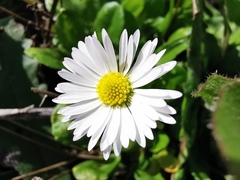 Bellis perennis