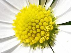 Bellis perennis