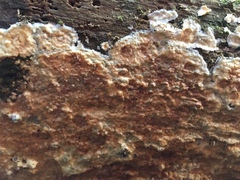 Phlebia rufa
