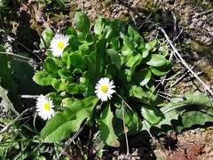 Bellis perennis