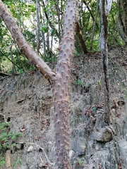 Opuntia karwinskiana