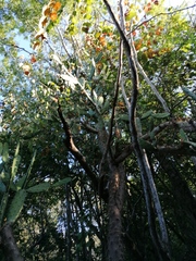 Opuntia karwinskiana