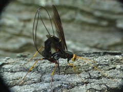 Megarhyssa atrata