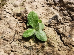 Helminthotheca echioides