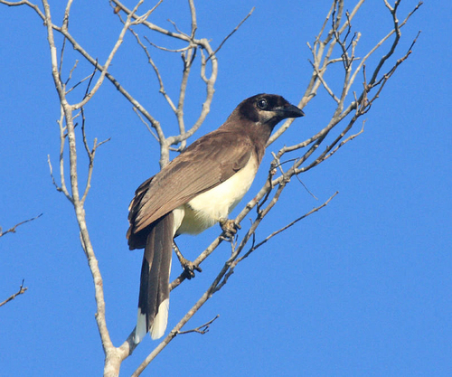 Brown Jay