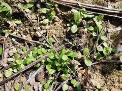 Helminthotheca echioides