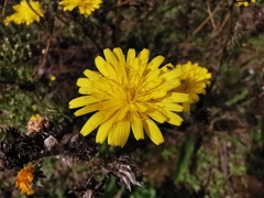 Helminthotheca echioides