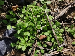 Helminthotheca echioides