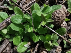 Helminthotheca echioides