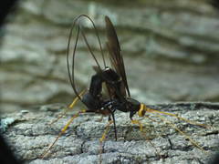 Megarhyssa atrata