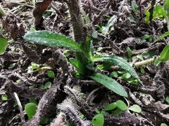 Helminthotheca echioides