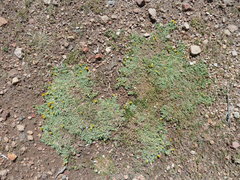 Senecio moqueguensis