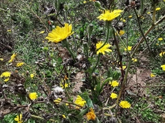 Helminthotheca echioides