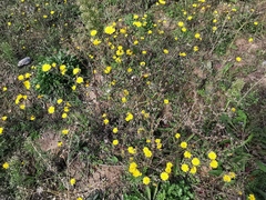 Helminthotheca echioides