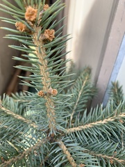 Picea