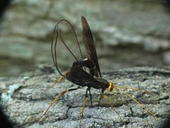 Megarhyssa atrata