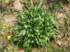 Leucanthemum vulgare