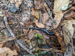 Plethodon glutinosus