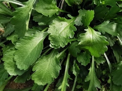 Leucanthemum vulgare