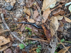 Plethodon glutinosus