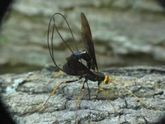 Megarhyssa atrata