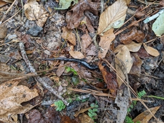 Plethodon glutinosus