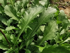 Leucanthemum vulgare