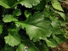 Leucanthemum vulgare