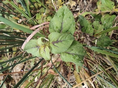 Lysimachia christinae